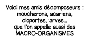 Voici mes amis décomposeurs : moucherons, acariens, cloportes, larves    que l on appelle aussi des macro-organismes