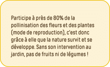 Participe à près de 80% de la pollinisation des fleurs et des plantes (mode de reproduction), c est donc grâce à elle   