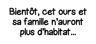 Bientôt, cet ours et sa famille n auront plus d habitat   