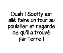 Ouah   Scotty est allé faire un tour au poulailler et regarde ce qu il a trouvé par terre  