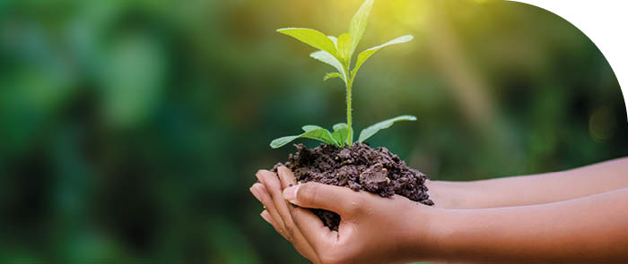 environment Earth Day In the hands of trees growing seedlings. Bokeh green Background Female hand holding tree on nature field grass Forest conservation concept
